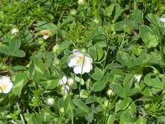 Potentilla montana, photograph (c) DDutrey, some rights reserved (CC BY)