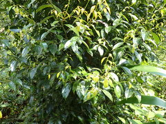 Cryptocarya chinensis