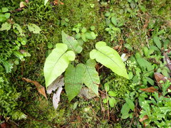 Stegnogramma wilfordii
