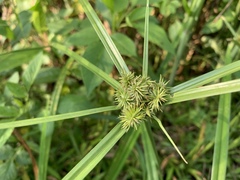 Cyperus cyperoides