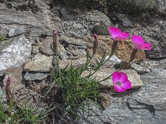 Dianthus pavonius