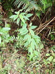 Actinidia