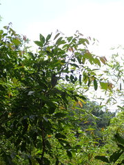 Glochidion acuminatum