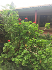 Pelargonium × hybridum