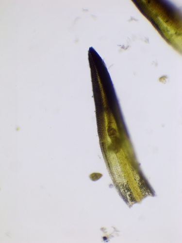 Pseudocrossidium revolutum, 2026-05-27