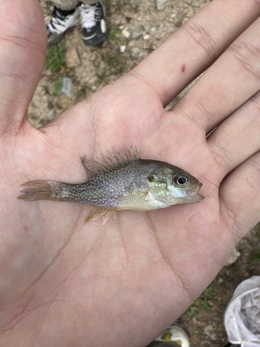 Green Sunfish