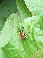 Eucera