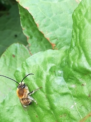 Eucera