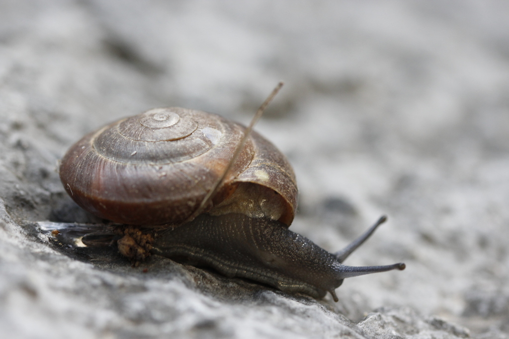Euboean Zonites