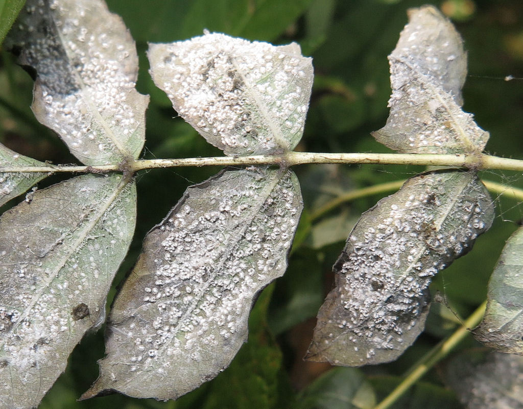 Ash whitefly