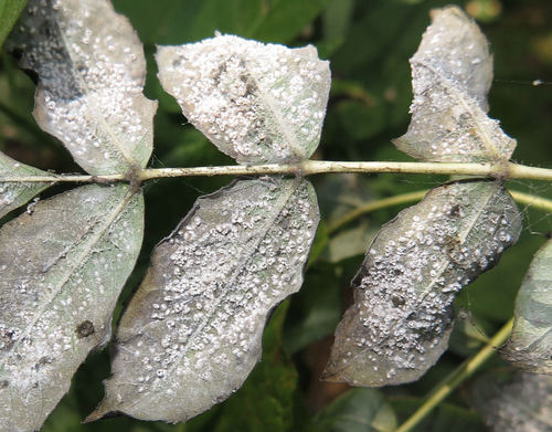 Ash whitefly