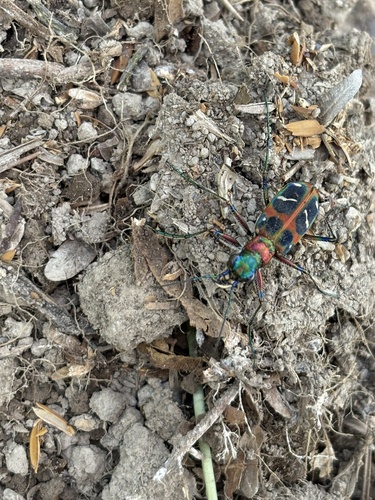 East Asian Tiger Beetle