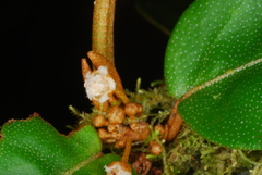 Croton humblotii image
