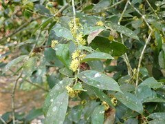 Ilex ficoidea