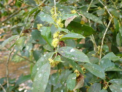 Ilex ficoidea