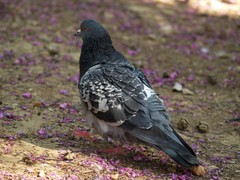 Columba livia domestica