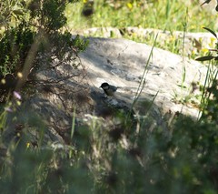 Parus major
