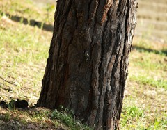 Parus major