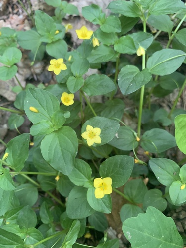 Yellow Pimpernel