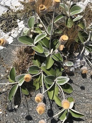 Pachystegia insignis