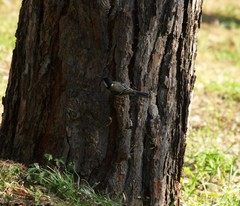 Parus major
