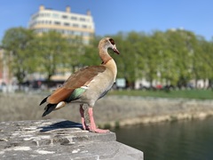 Alopochen aegyptiaca