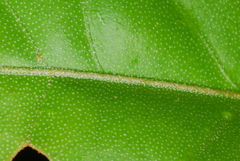 Croton humblotii image