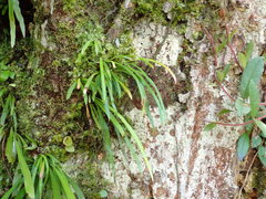 Haplopteris anguste-elongata