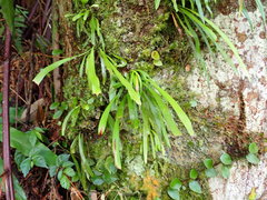 Haplopteris elongata