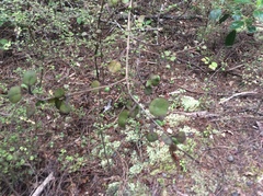Coprosma spathulata