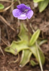 Pinguicula leptoceras