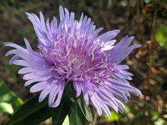 Stokesia laevis