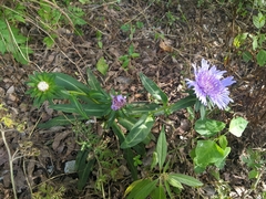 Stokesia laevis