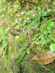 Staurogyne concinnula