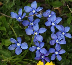 Gentiana verna
