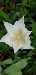 Tulipa fosteriana