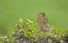 Enyalioides oshaughnessyi