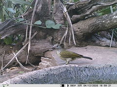 Indicator variegatus