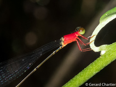 Amphicnemis valentini