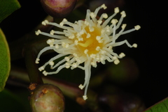 Syzygium comorense