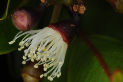 Syzygium comorense