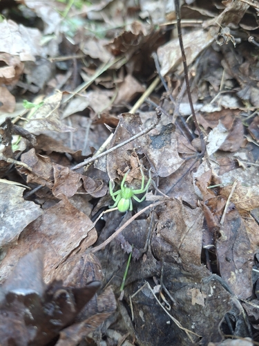 Green Huntsman Spider