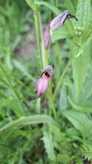 Serapias lingua