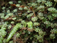 Marchantia emarginata