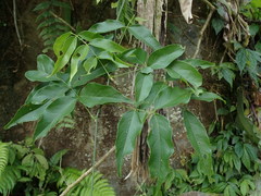 Archidendron lucidum