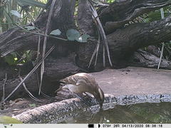 Gymnoris superciliaris