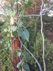 Pergularia daemia daemia