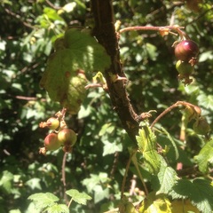 Ribes ciliatum