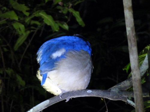 Giant Pitta (Hydrornis caeruleus), photo 3