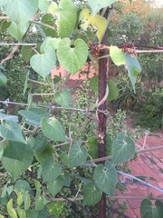 Pergularia daemia daemia